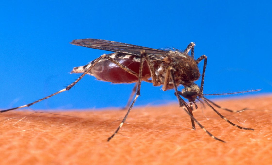 может ли комар заразить СПИДом